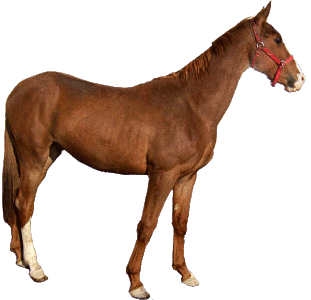 Achaltekinský kůň 4