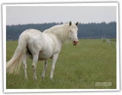 Altajský kůň 3