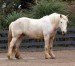 Americký Cream Draft Horse